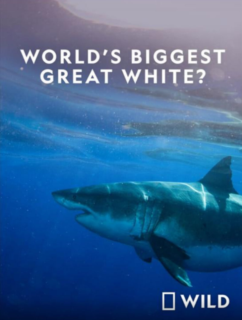 世界最大的公牛鲨